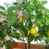 Lišće limuna opada: šta učiniti